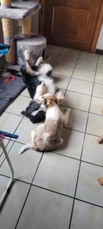 Border Collie pups  Teefje chocolade merle., Chienne, Belgique, 8 à 15 semaines, Colley