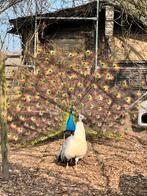 Paons à ailes noires