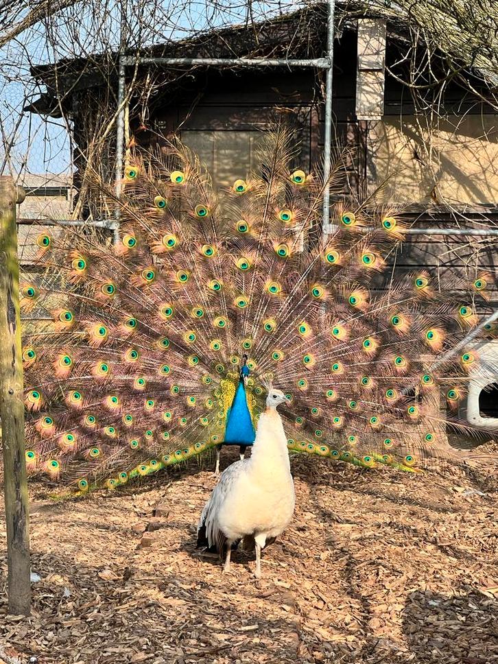 Paons à ailes noires, Animaux & Accessoires, Volatiles