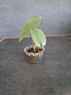 Epipremnum cebu blue nr 4, Enlèvement