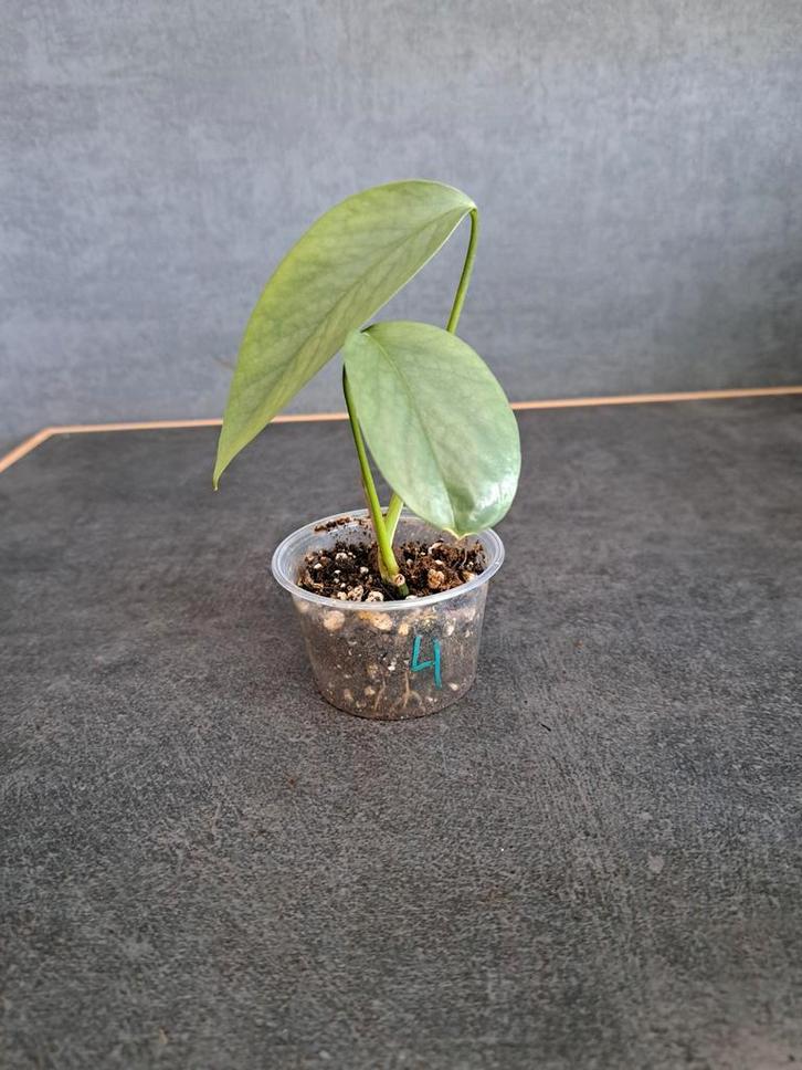 Epipremnum cebu blue nr 4, Maison & Meubles, Plantes d'intérieur, Enlèvement