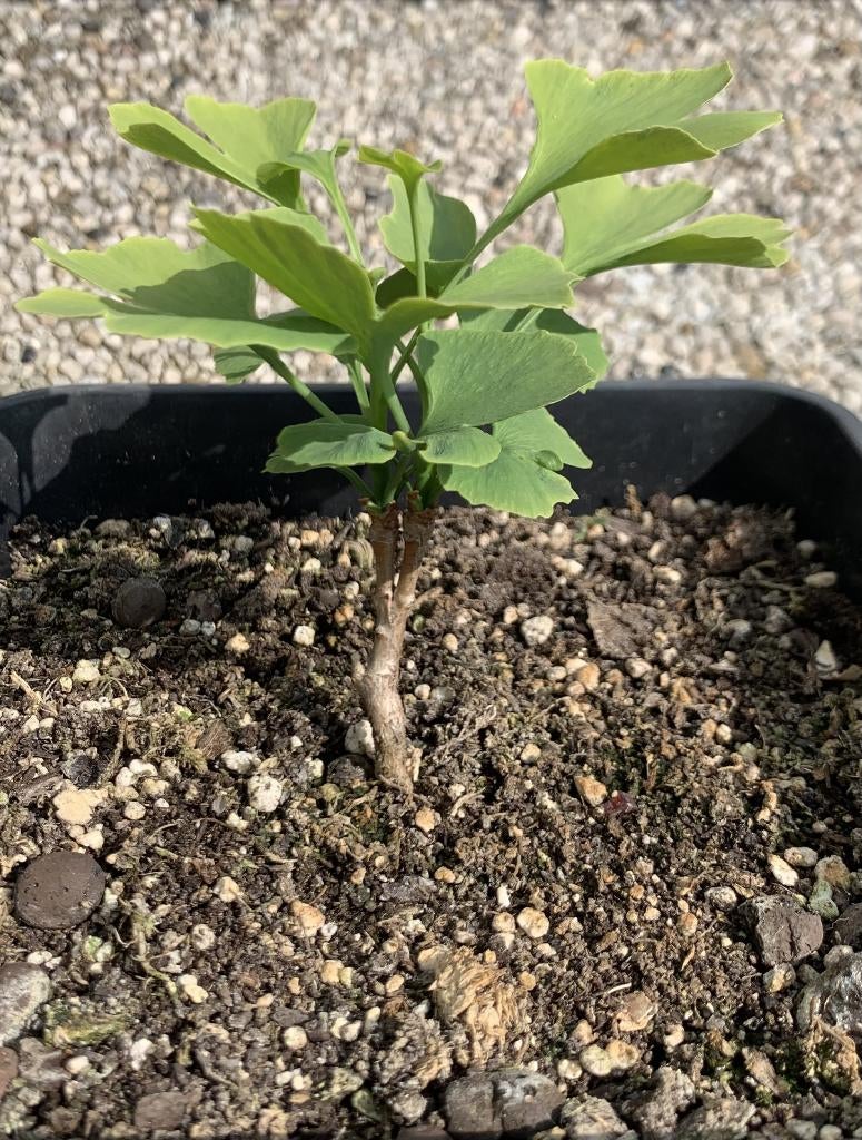 Ginkgo Biloba, Tuin en Terras, Planten | Bomen, Overige soorten, 400 cm of meer, Volle zon, Zomer, In pot, Ophalen