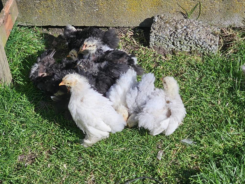Verschillende kuikens (haantjes), Dieren en Toebehoren