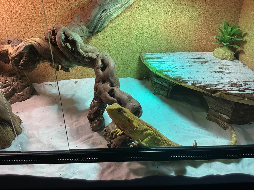 Baardagaam 2 jaar oud met terrarium, Avec terrarium