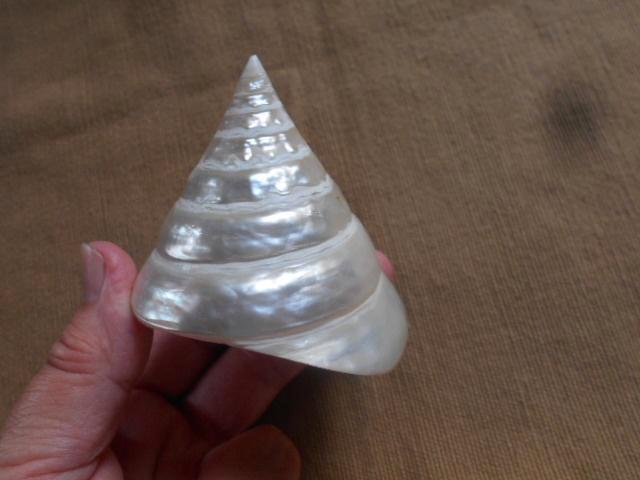 schelpen en mineralen plus boek, Verzamelen, Mineralen en Fossielen, Schelp(en), Ophalen of Verzenden