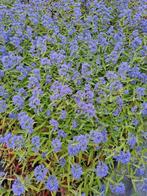 Vaste planten en grassen, Ophalen