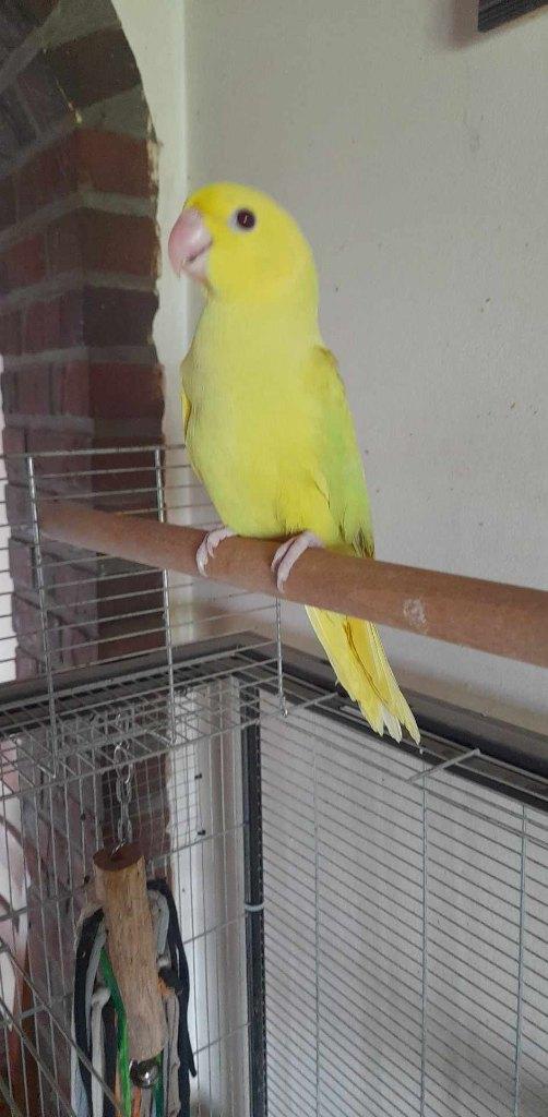 perruche à collier EAM, Femelle, Perruche, Parleur