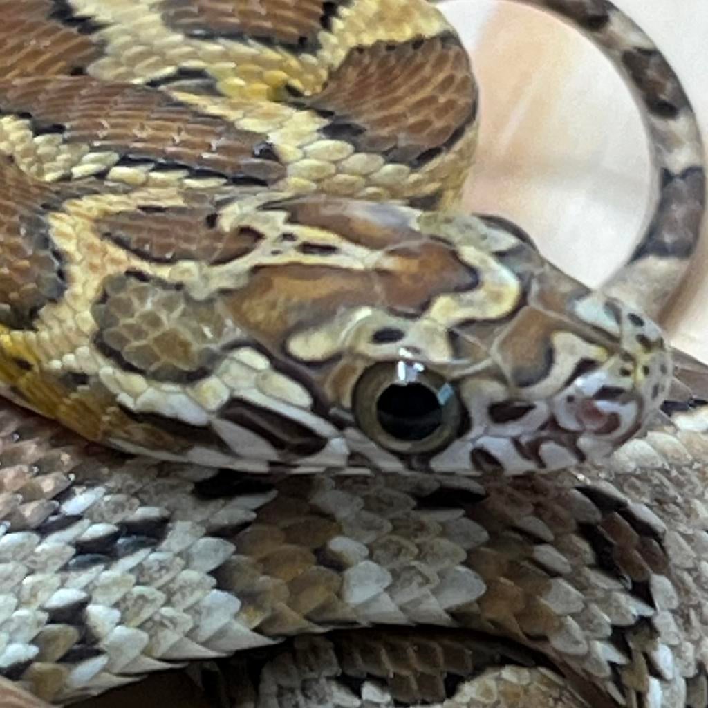 Honey Korenslang 10 maand, man (Laatste!), Slang