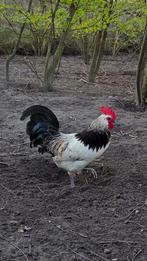 Twee jonge hanen, Dieren en Toebehoren, Pluimvee