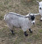 Geitje bokje, Dieren en Toebehoren