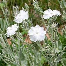 Lychnis Alba, Ophalen, Halfschaduw