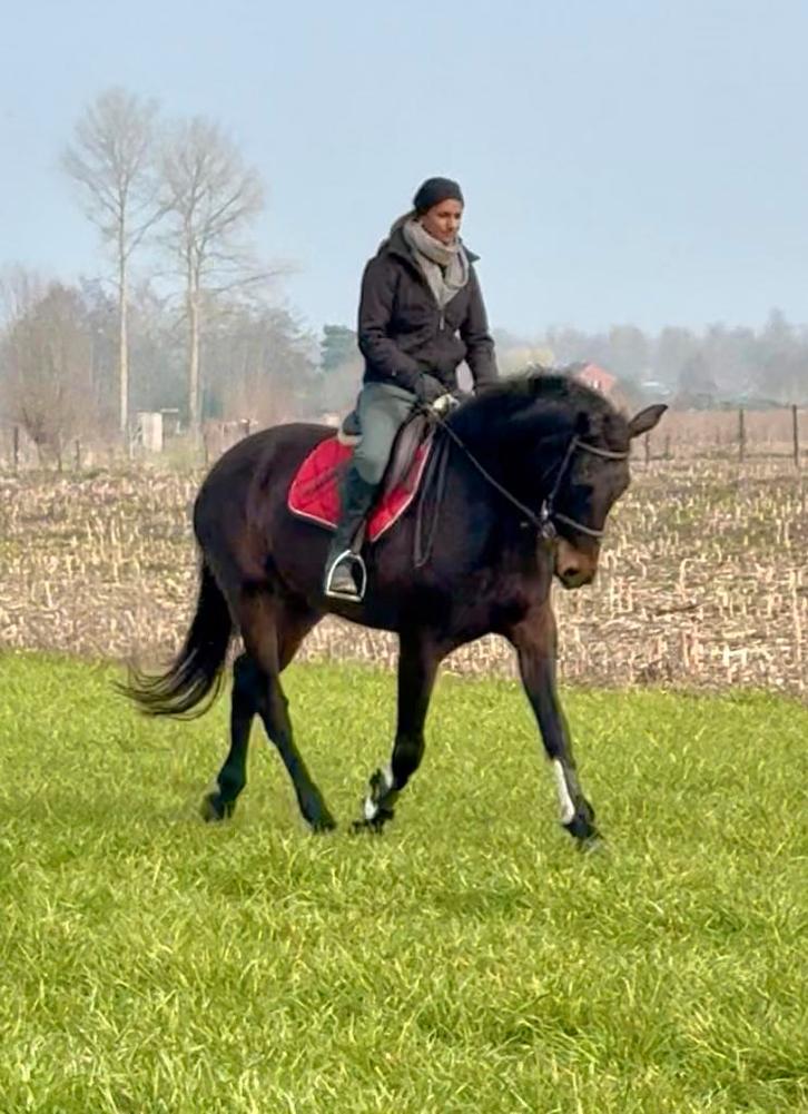 Tof leerpaard, Dieren en Toebehoren, Paarden, Merrie, M, 11 jaar of ouder, Met stamboom, Gechipt