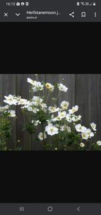 Anemonen, Enlèvement, Mi-ombre