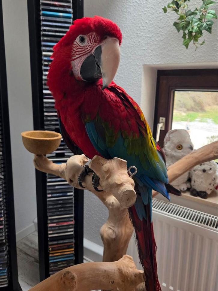 Groenvleugel Ara mannetje van 25-05, zeer tam., Animaux & Accessoires, Oiseaux | Perruches & Perroquets, Domestique