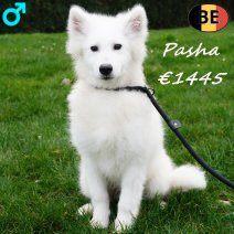 Pasha, Samoyède (mâle) chiot belge à vendre, Animaux & Accessoires, Chiens | Huskys, Loulous & Types primitifs, Chien (mâle), Autres races