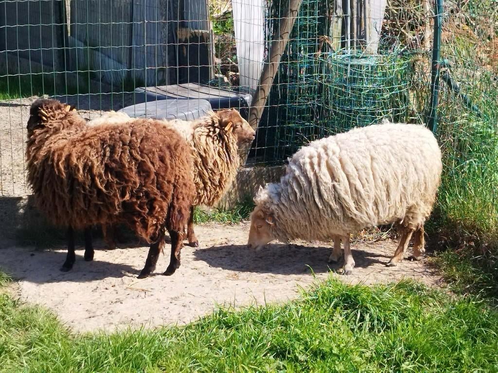 Quessant ooien, Dieren en Toebehoren, Vrouwelijk, Schaap, 0 tot 2 jaar