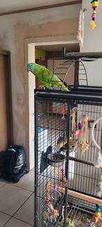 Amazone papagaai, Tam