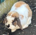 Minilop madagascar, Animaux & Accessoires, Lapins, Mâle, 0 à 2 ans