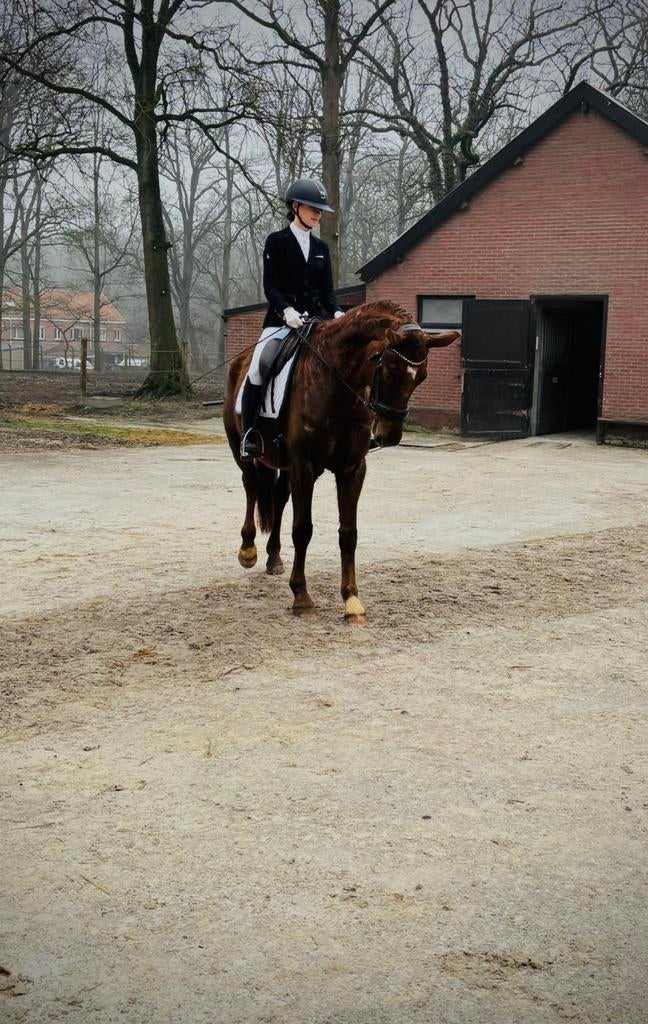 Verzorgpaard/lease/halve stal gezocht, Dieren en Toebehoren, Ophalen of Verzenden, Zo goed als nieuw
