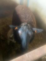 Schapen, Dieren en Toebehoren, Schapen, Geiten en Varkens, Schaap