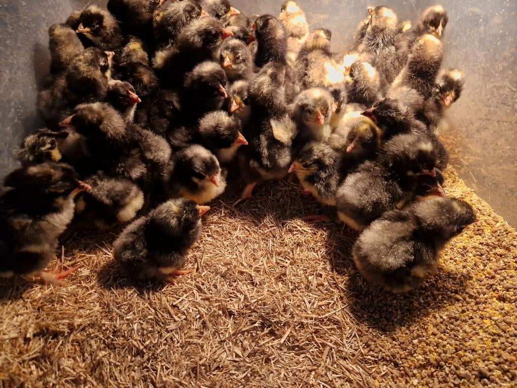 Mechelse koekoek kuikens