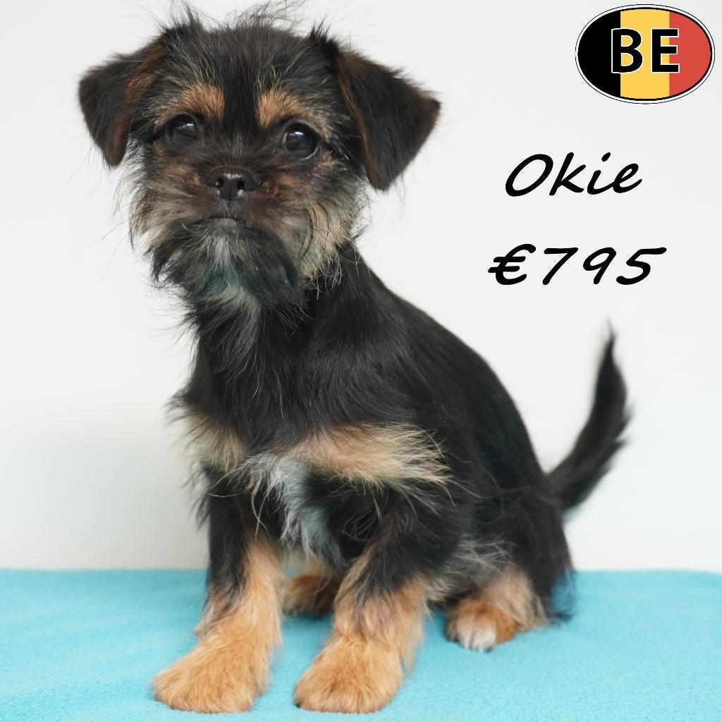 Otto & Okie, Yorkinese - Belgische pups te koop, Parvo, België, 15 weken tot 1 jaar, Meerdere