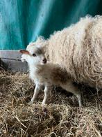 Ouessant wit bruin schimmel ramlam te reserveren, Dieren en Toebehoren, Schapen, Geiten en Varkens, Mannelijk, Schaap, 0 tot 2 jaar