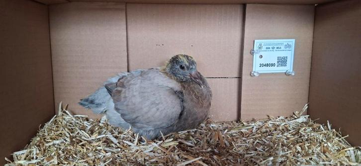 Jonge duiven met eigendomsbewijs, Dieren en Toebehoren, Vogels | Duiven