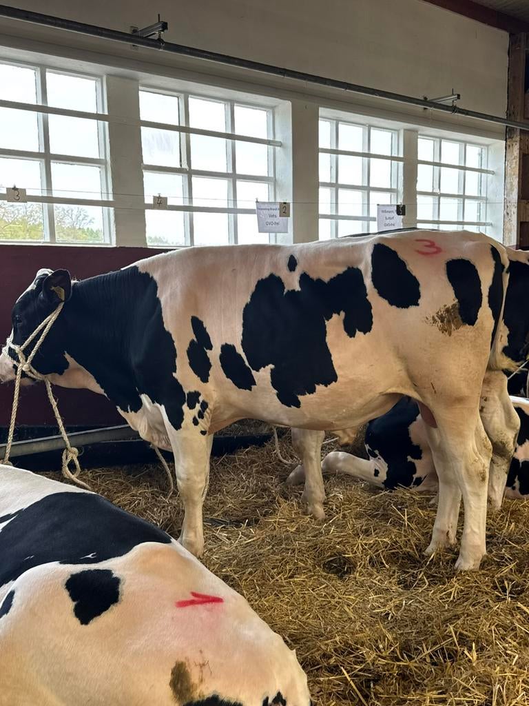 Dekstier uit Osnabrück, Mâle, 0 à 2 ans