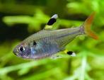 Stervlekzalm - Pristella maxillaris, Dieren en Toebehoren, Vissen | Aquariumvissen, Vis, Zoetwatervis, Schoolvis