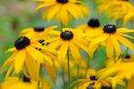 Rudbeckia Goldsturm of Gele Zonnehoed., Ophalen, Vaste plant, Volle zon