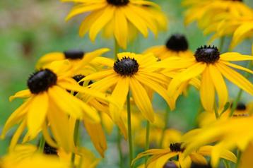 Rudbeckia Goldsturm of Gele Zonnehoed. beschikbaar voor biedingen