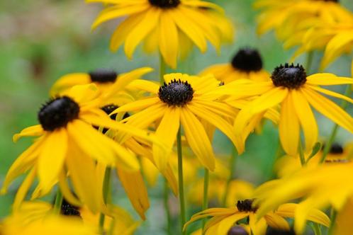 Rudbeckia Goldsturm of Gele Zonnehoed., Tuin en Terras, Planten | Tuinplanten, Vaste plant, Volle zon, Ophalen