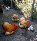 Cochin kriel, Dieren en Toebehoren, Pluimvee, Meerdere dieren, Kip