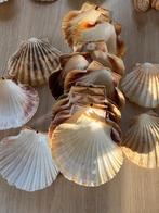 Schelpen, Verzamelen, Ophalen, Schelp(en)