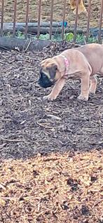 Bullmastiff femelle, Chienne, Belgique, 8 à 15 semaines, Bouledogue