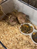 Twee mannelijke cavias zijn twee broertjes, Animaux & Accessoires, Rongeurs, Mâle, Domestique, Septembre, Cobaye