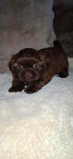 Shih tzu pups, België, Fokker | Hobbymatig, CDV (hondenziekte), 8 tot 15 weken