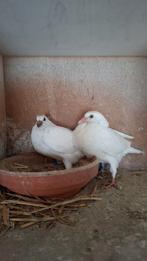 6 jonge duiven geringd klaar om gespeend te worden