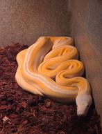 1.0 python réticulé Golden child albino, Dieren en Toebehoren
