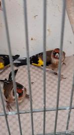 Des mâles et femelles PARVA