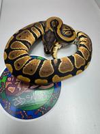 DH cryptic desert ghost 50% het pied nr3, Dieren en Toebehoren, Reptielen en Amfibieën