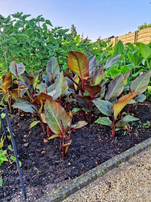 Canna musafolia rubrum, Tuin en Terras, Planten | Tuinplanten, Vaste plant, Zomer, Ophalen