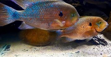 Chuco Godmani cichliden  beschikbaar voor biedingen