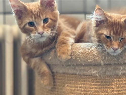 Maine coon kittens met stamboom, Animaux & Accessoires, Chats & Chatons | Chats de race | Poil long, Plusieurs animaux, 0 à 2 ans