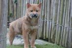 Prachtige shiba inu pups, Dieren en Toebehoren, Honden | Poolhonden, Keeshonden en Oertypen, België, Overige rassen, CDV (hondenziekte)