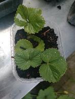 Aardbeienplant, Ophalen