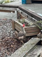 2 houten bloembakken en 5 andere bakken, Tuin en Terras, Bloembakken en Plantenbakken, Ophalen, Gebruikt, 100 cm of meer, Rechthoekig
