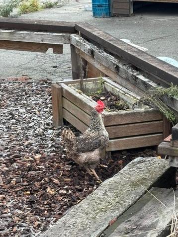 2 houten bloembakken en 5 andere bakken beschikbaar voor biedingen