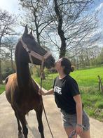 Stalhulp aangeboden (omgeving pelt), Ophalen, Nieuw